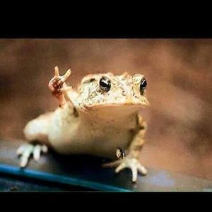 Meet your Posher, Rose